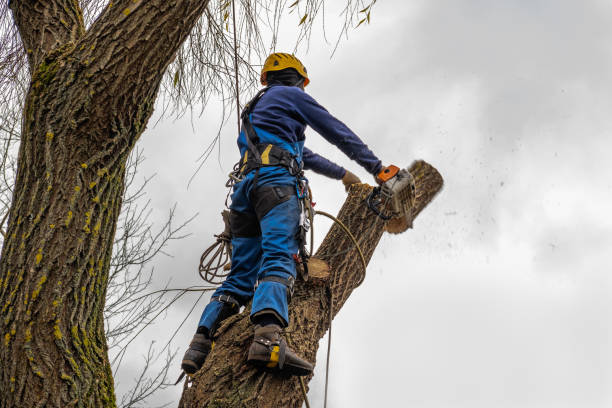 Why Choose Our Tree Removal Services in Orcutt, CA?