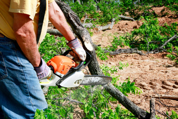 Best Tree and Shrub Care  in Orcutt, CA